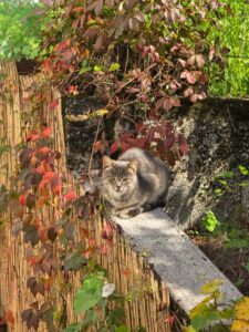 WhatsApp Image 2026-02-18 at 4.24.28 PM (1)